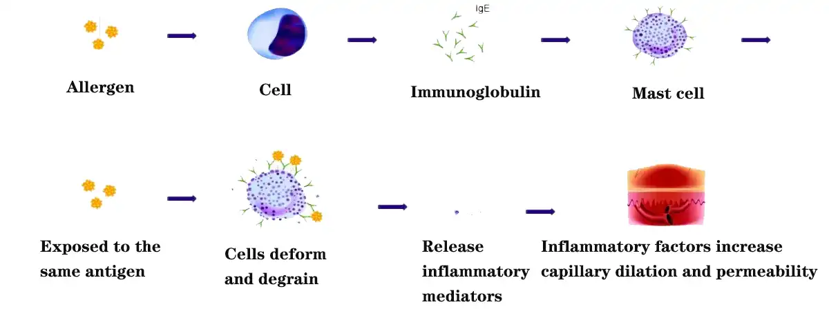 Inflammatory factors increase capillary dilation and permeability.jpg